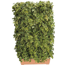 Efeu-Pflanze im Topf