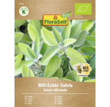 BIO Echte Salvia Pflanze im Topf