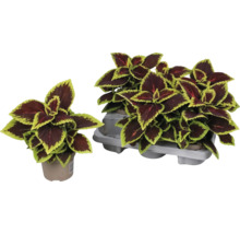 Coleus Pflanze im Topf und in einer Halterung