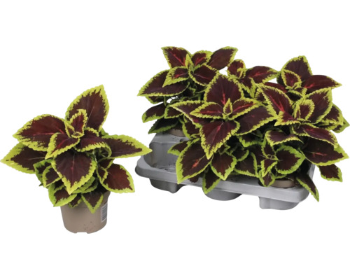 Coleus Pflanze im Topf und in einer Halterung
