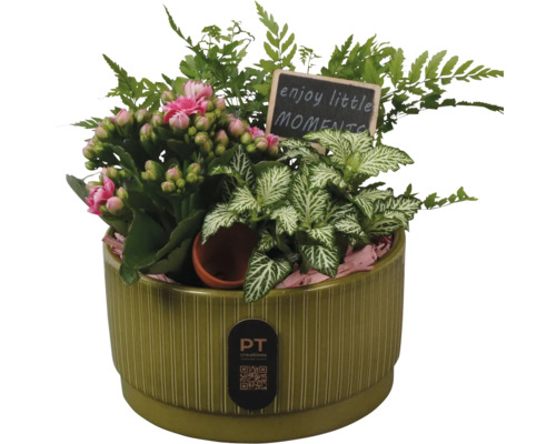Pflanzschale mit Kalanchoe, Fittonia und Farn mit Schild