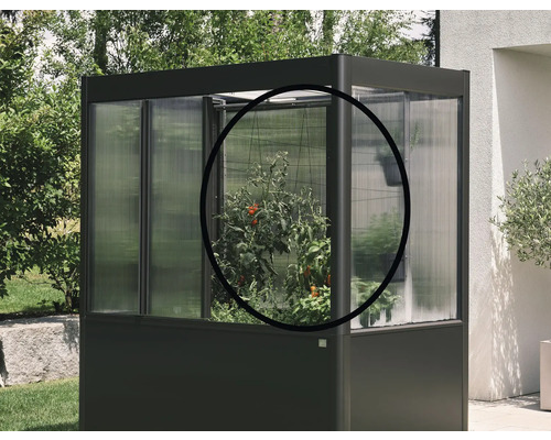 Rankhilfe Biohort Florentina 150,8 x 150,8 cm dunkelgrau-metallic Kleines Gewächshaus mit Tomatenpflanze im Garten