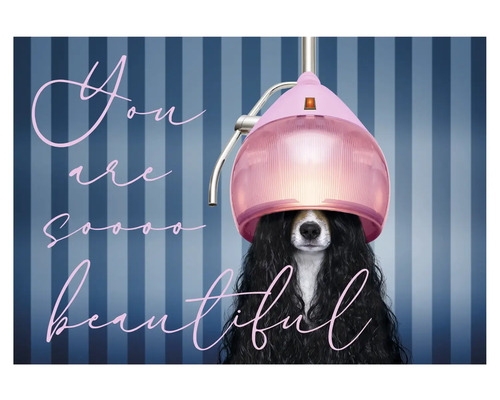 Hund mit Trockenhaube und dem Schriftzug Du bist so schön