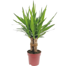 Yucca Zimmerpflanze im Topf