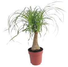 Elefantenfuß in einem Topf