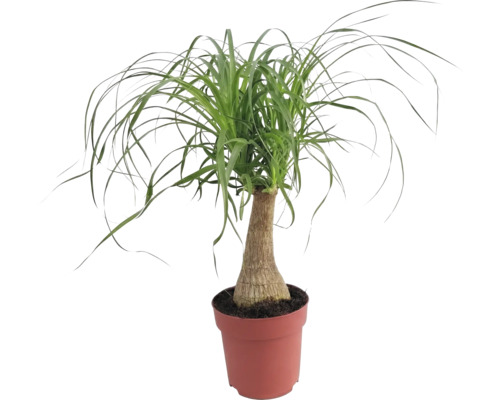 Elefantenfuß in einem Topf