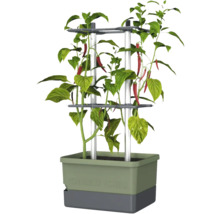 Chili Pflanze im Pflanzkasten mit Rankhilfe