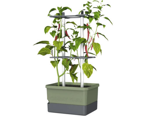 Chili-Pflanze im Pflanzkasten mit Rankhilfe