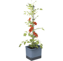 Tomatenpflanze mit Rankhilfe im Topf