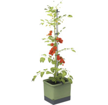 Tomatenpflanze mit Kletterhilfe im Topf