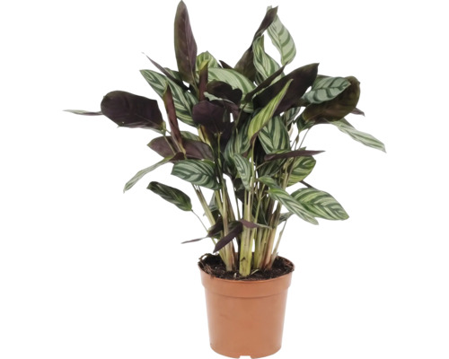 Gebetspflanze im Topf für den Innenbereich