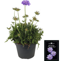 Skabiose Butterfly Blue im Topf