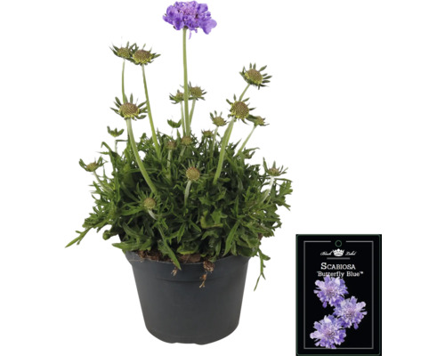 Skabiose Butterfly Blue im Topf