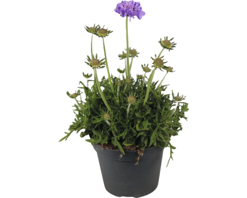 Tauben-Skabiose FloraSelf Scabiosa 'Butterfly Blue' H 10-20 cm Co 1,5 L Skabiose im Topf
