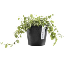 Zimmerpflanze Kletterfeige Ficus pumila in einem schwarzen runden Ecopots Kunststofftopf mit Ecopots Logo.
