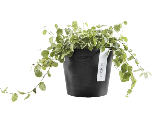 Zimmerpflanze Kletterfeige Ficus pumila in einem schwarzen runden Ecopots Kunststofftopf mit Ecopots Logo.