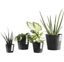 Vier verschiedene Zimmerpflanzen in schwarzen Ecopots Blumentöpfen, Sansevieria, Pilea, Dieffenbachia und Aloe Vera.
