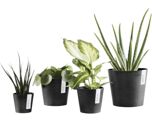 Vier verschiedene Zimmerpflanzen in schwarzen Ecopots Blumentöpfen, Sansevieria, Pilea, Dieffenbachia und Aloe Vera.