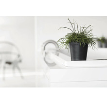 Grüne Pflanze im Ecopots Blumentopf auf einer weißen Oberfläche in einem hellen, modernen Raum.