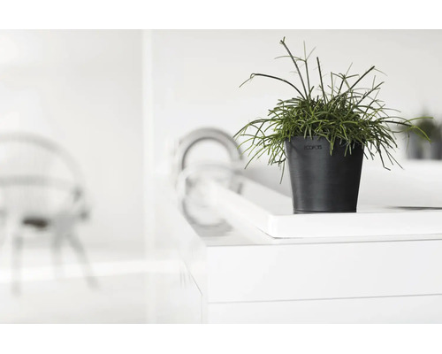 Grüne Pflanze im Ecopots Blumentopf auf einer weißen Oberfläche in einem hellen, modernen Raum.