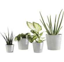 Vier verschiedene Zimmerpflanzen wie Aloe Vera und Pilea in Ecopots Übertöpfen aus recyceltem Kunststoff in unterschiedlichen Größen.