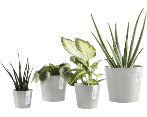 Vier verschiedene Zimmerpflanzen wie Aloe Vera und Pilea in Ecopots Übertöpfen aus recyceltem Kunststoff in unterschiedlichen Größen.