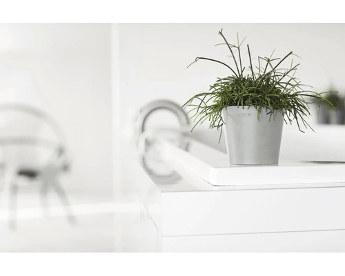 Grauer Ecopots Blumentopf mit grüner Pflanze in einer hellen, modernen und minimalistischen Umgebung.