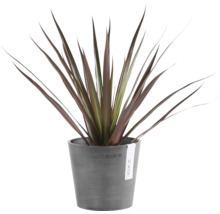 Zimmerpflanze Keulenlilie Cordyline mit langen, spitzen dunkelroten Blättern in einem grauen Kunststofftopf von Ecopots.