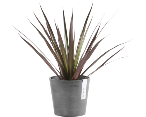 Zimmerpflanze Keulenlilie Cordyline mit langen, spitzen dunkelroten Blättern in einem grauen Kunststofftopf von Ecopots.