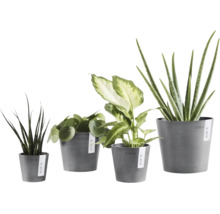 Vier verschiedene Zimmerpflanzen, darunter Pilea und Aloe Vera, in grauen Ecopots Blumentöpfen aus recyceltem Kunststoff.