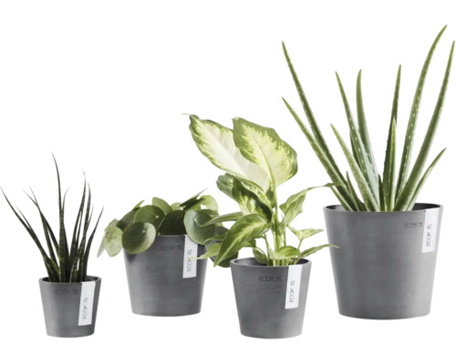 Vier verschiedene Zimmerpflanzen, darunter Pilea und Aloe Vera, in grauen Ecopots Blumentöpfen aus recyceltem Kunststoff.