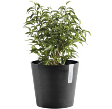 Grüne Zimmerpflanze Ficus Benjamina in einem runden anthrazitfarbenen ECOPOTS Pflanztopf.