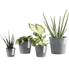 Vier verschiedene Zimmerpflanzen wie Aloe Vera und Pilea in grauen Ecopots Blumentöpfen unterschiedlicher Größe.