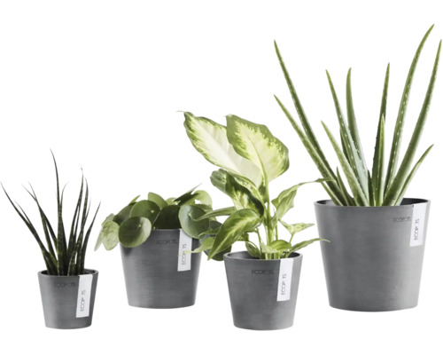Vier verschiedene Zimmerpflanzen wie Aloe Vera und Pilea in grauen Ecopots Blumentöpfen unterschiedlicher Größe.