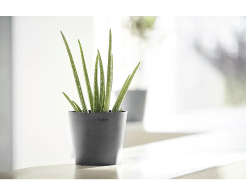 Aloe vera Pflanze in einem dunkelgrauen Ecopots Blumentopf in einem hellen, modernen Innenraum.