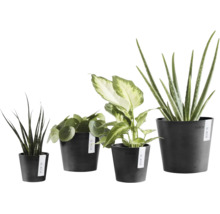 Vier verschiedene Zimmerpflanzen in anthrazitfarbenen Kunststofftöpfen der Marke Ecopots.