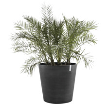 Zwergdattelpalme Phoenix roebelenii in einem hohen dunkelgrauen Kunststofftopf.