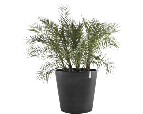 Zwergdattelpalme Phoenix roebelenii in einem hohen dunkelgrauen Kunststofftopf.