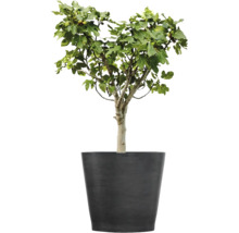 Feigenbaum mit grünen Blättern und kleinen Früchten in einem großen dunkelgrauen Pflanzkübel.