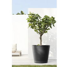 Großer anthrazitfarbener Pflanzkübel mit einem Feigenbaum auf einer hellen Terrasse mit Holzdeck und weißer Wand.
