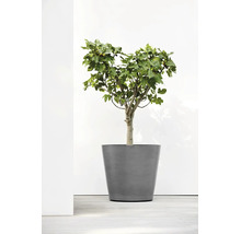 Grauer runder Pflanzkübel in konischer Form mit einem Feigenbaum.