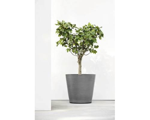 Grauer runder Pflanzkübel in konischer Form mit einem Feigenbaum.