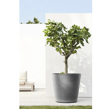 Ein Feigenbaum in einem großen grauen Pflanzkübel auf einer modernen hellen Terrasse vor einer weißen Wand.