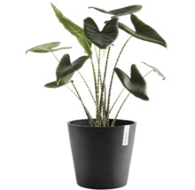 Alocasia zebrina Zimmerpflanze mit gestreiften Stielen in schwarzem Ecopots Blumentopf.