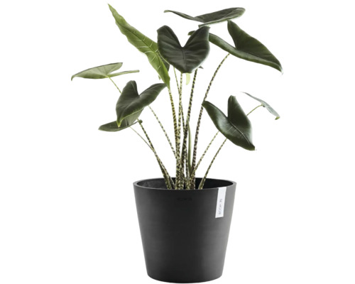 Alocasia zebrina Zimmerpflanze mit gestreiften Stielen in schwarzem Ecopots Blumentopf.
