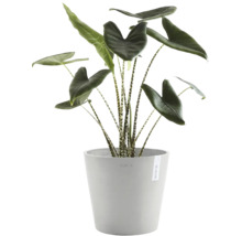 Zimmerpflanze Alocasia Zebrina mit gestreiften Stielen in einem grauen Ecopots Blumentopf.