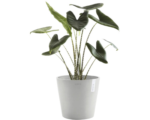 Zimmerpflanze Alocasia Zebrina mit gestreiften Stielen in einem grauen Ecopots Blumentopf.