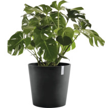 Zimmerpflanze Monstera deliciosa in einem schwarzen Kunststofftopf mit großen, tief geschlitzten grünen Blättern.