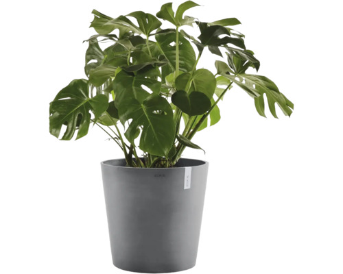 Monstera deliciosa im grauen Pflanztopf. Zimmerpflanze mit großen, gelochten Blättern.