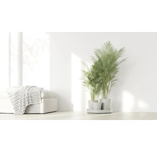 Heller Raum mit einer grünen Palme in weißen Töpfen und einem Hocker mit einer Strickdecke.